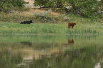 ARCHIVO - Ganado descansa a lo largo de una sección del río Missouri cerca de Fort Benton, Montana, el 19 de septiembre de 2011. (AP Foto/Matthew Brown, archivo)