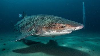 Hallan un fósil de tiburón