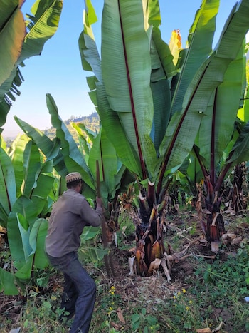 Un hombre sostiene una herramienta de madera junto a varias plantas de Ensete ventricosum de grandes hojas verdes