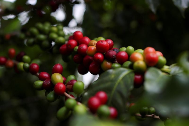 La implementación de sensores con inteligencia artificial permite medir las condiciones del suelo y ajustar la fertilización en las fincas. (REUTERS/Amanda Perobelli/Archivo)