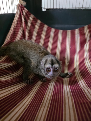 Ocho animales silvestres han recibido atención veterinaria en Cundinamarca tras los incendios forestales recientes - crédito Car Cundinamarca