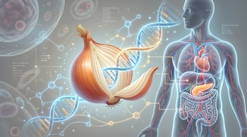 Ilustración de una cebolla con hebras de ADN que se conectan a un cuerpo humano transparente, mostrando el páncreas, vasos sanguíneos y células.