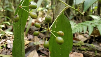 Dasineura heterosmilacicola