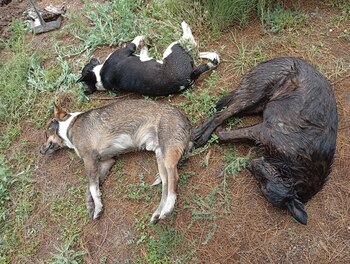 Ana Dolores Adriana Rocky, de