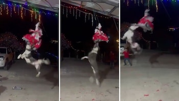 Perrito se roba la Navidad