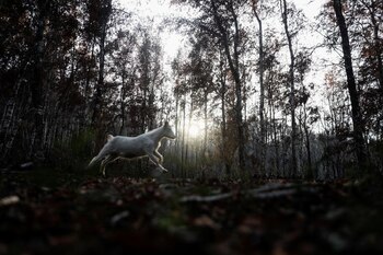 Una cabra durante los incendios forestales en el verano- mordisquea follajes en Santa Juana, Chile, el 11 de mayo de 2023. REUTERS/Juan González