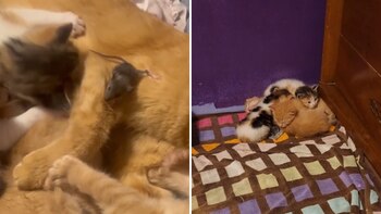 El ratón conviviendo con su