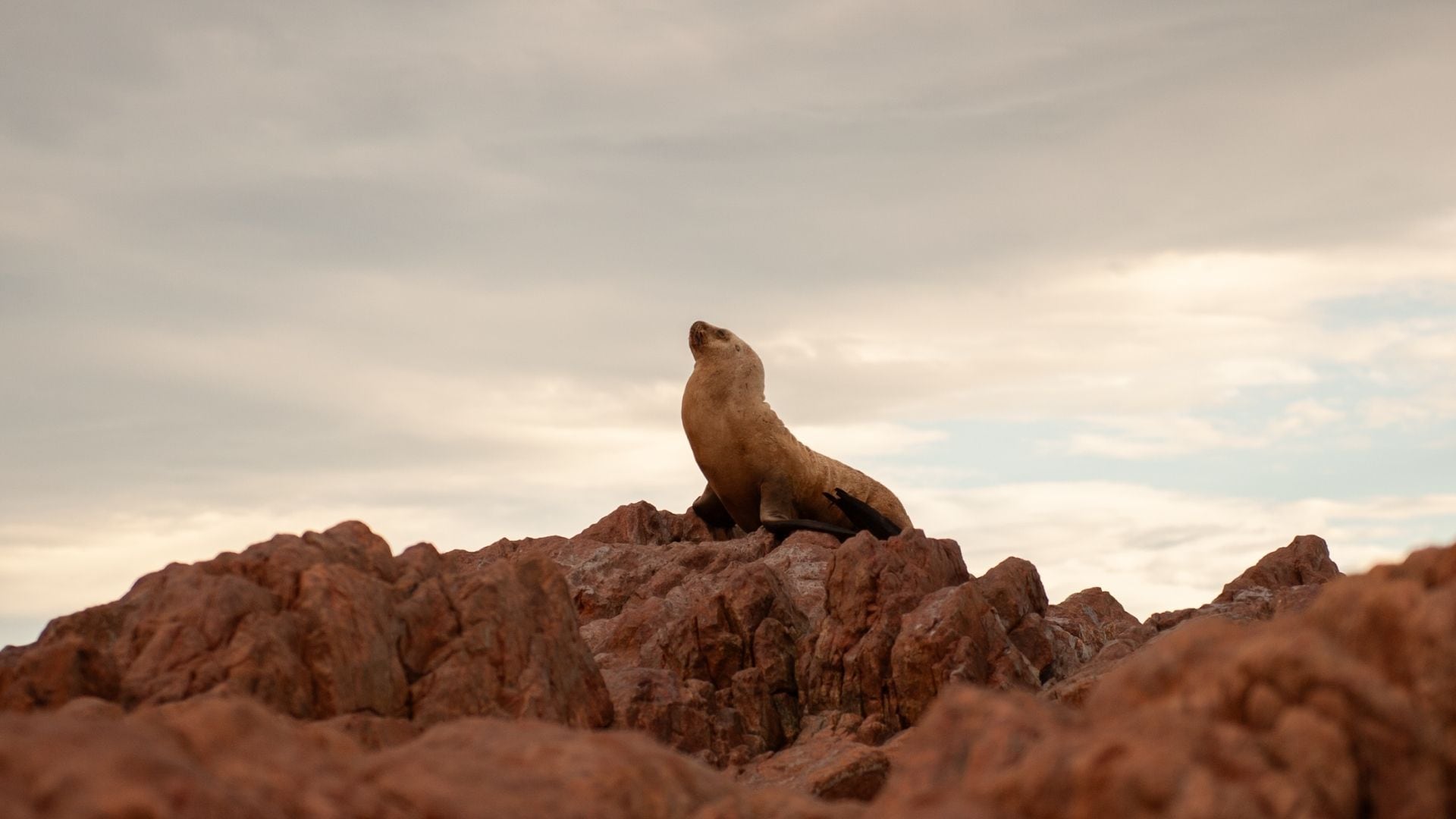 La Reserva Provincial Punta Bermeja alberga una importante colonia de lobos marinos de un pelo (Río Negro)