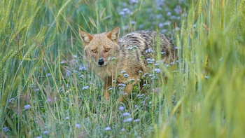 El declive del lobo en Europa permite la expansión de un nuevo depredador que ya se ha visto en España: el chacal común o dorado