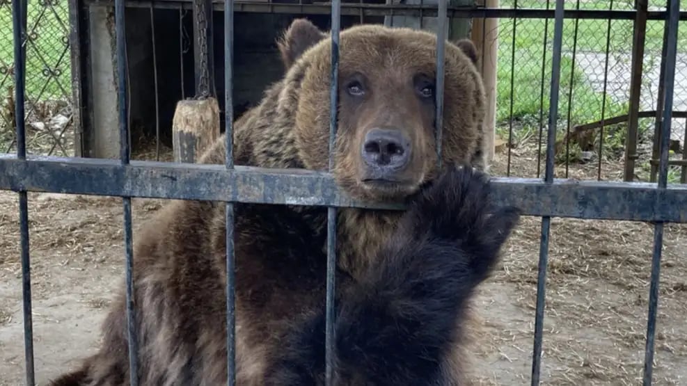 Florencia y Gordo dejaron la vida en cautiverio (Four Paws)