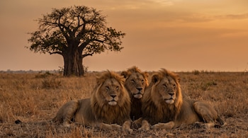 Tres leones reposan sobre pastizales secos frente a un árbol baobab y un cielo anaranjado al atardecer.