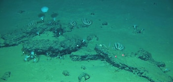Imagen tomada desde el sumergible chino Fendouzhe de algunos de los restos de 'caída de ballenas' que forman el cementerio más grande, profundo y antiguo de estos animales (Global TREnD, IDSSE)