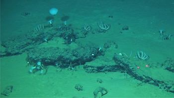 Descubren el cementerio de ballenas más grande y profundo del mundo en el océano Índico