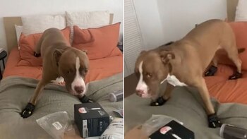 Piper sufre de pancreatitis, alergias