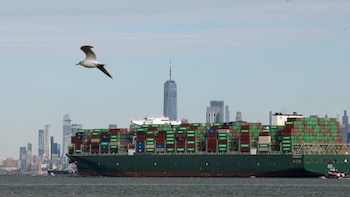 La investigación científica detectó amenazas para las ballenas sei whales en la bahía de Nueva York