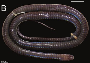 El espécimen fue llevado al