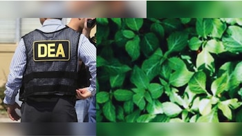 Salvia divinorum: la planta alucinógena