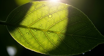 Hoja verde brillante con nervaduras detalladas, varias gotas de agua y un tallo. Parte de la hoja está iluminada por el sol, la otra en sombra.