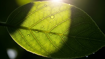 Las plantas responden a la luz solar en minutos y la ciencia acaba de descubrir por qué