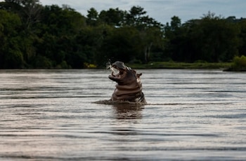 Un hipopótamo saltando fuera del agua en el río Magdalena, en reacción ante un barco pesquero que pasó cerca - crédito New York Times.
