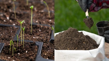 El momento de la siembra