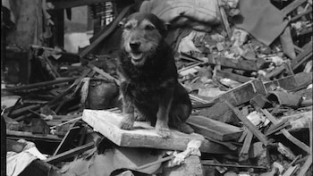 Un recluta voluntario: la historia