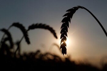 FILE PHOTO: Ears of wheat