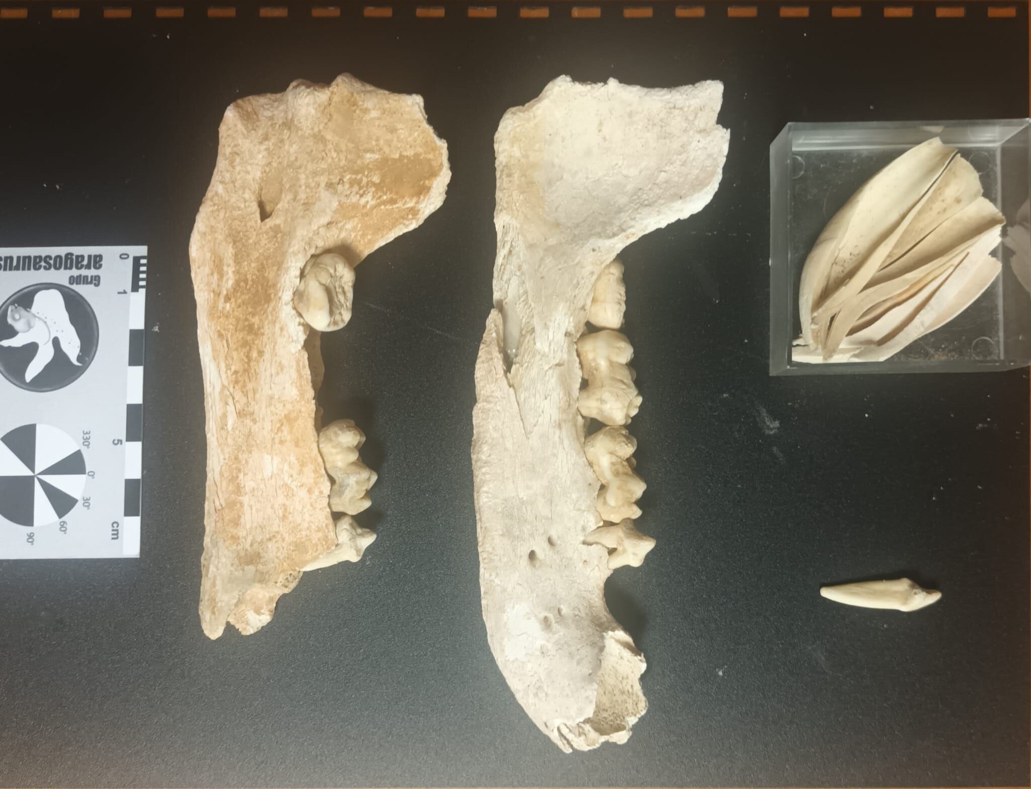 Restos fósiles hallados, preparados para ser estudiados por el grupo Aragosaurus IUCA. (Europa Press)