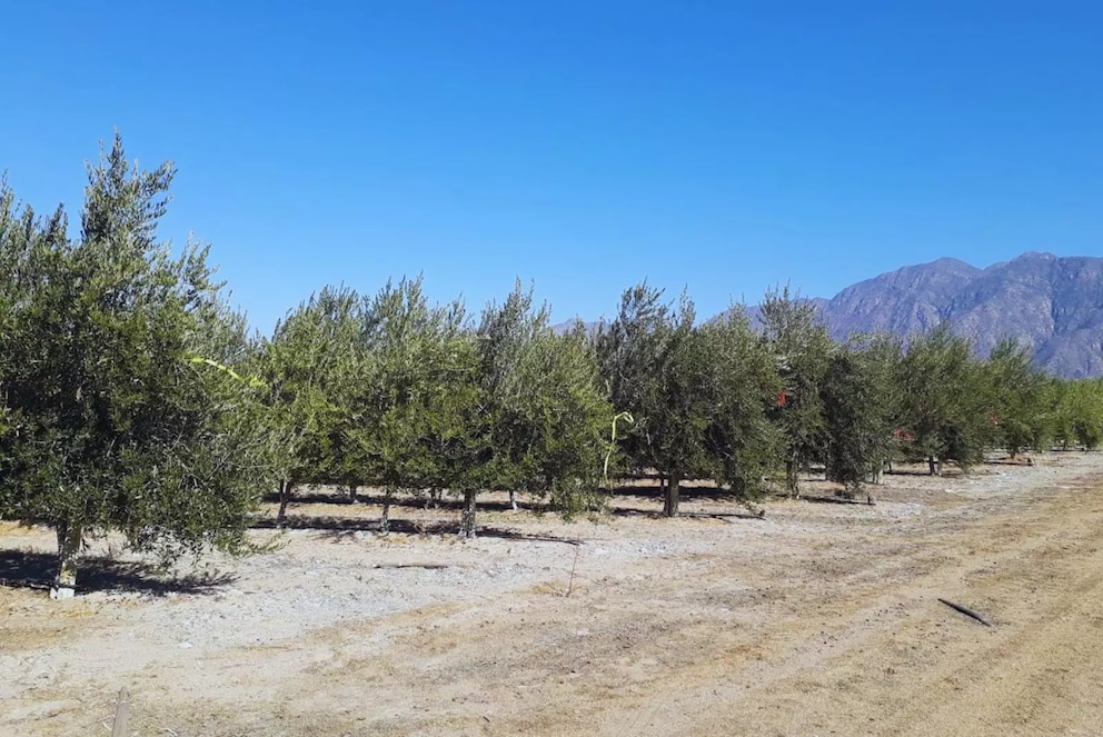 Olivares superintensivos logran ahorrar agua sin perder rendimiento