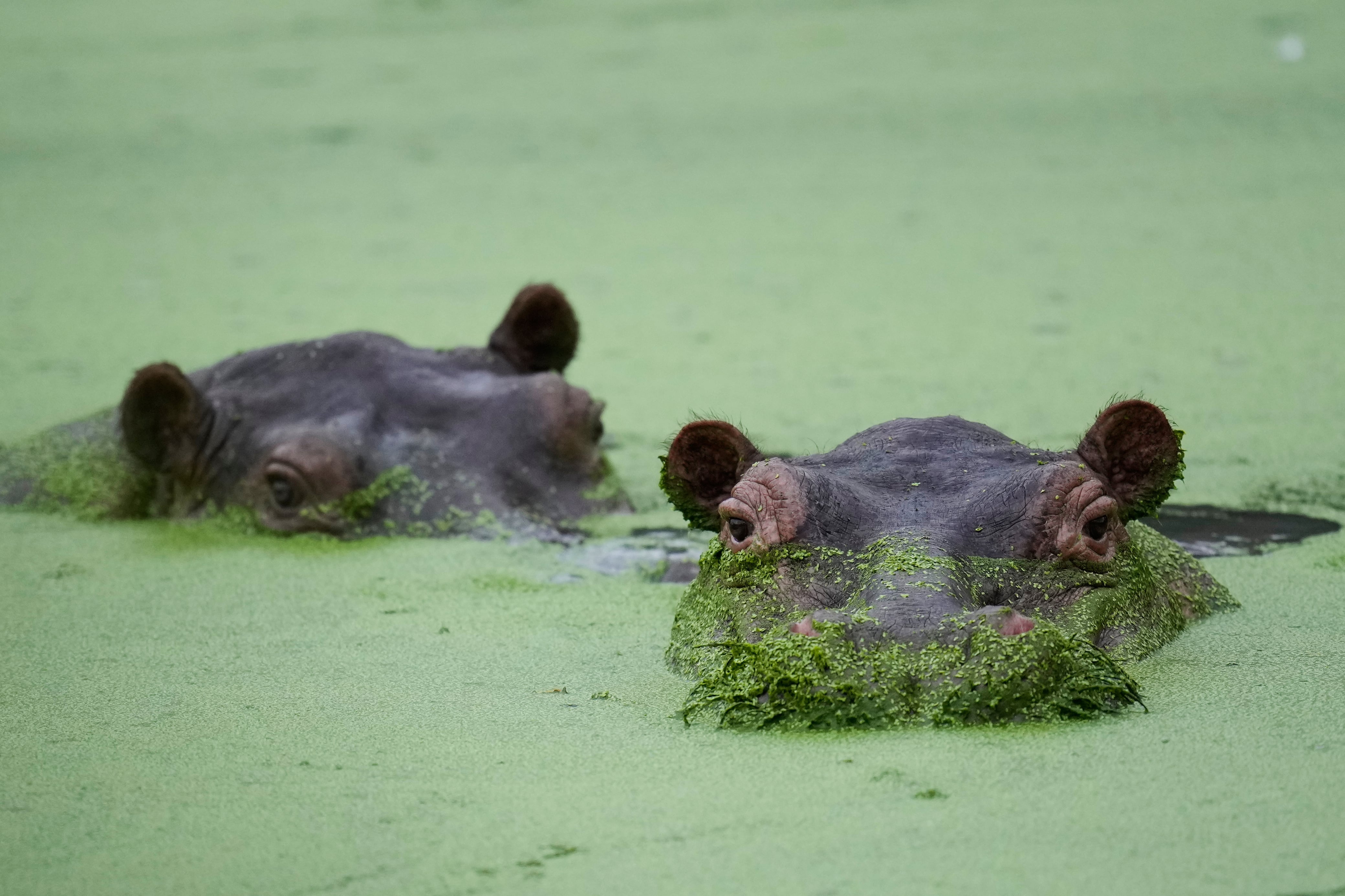 Los hipopótamos continúan extendiéndose por diferentes zonas del Magdalena Medio, donde su presencia representa un desafío para las autoridades ambientales - crédito Fernando Vergara/AP Foto