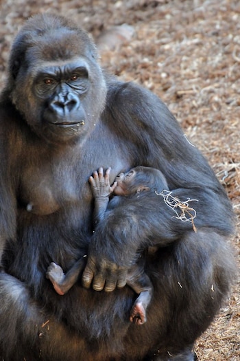 Asociaciones cuestionan que estos animales