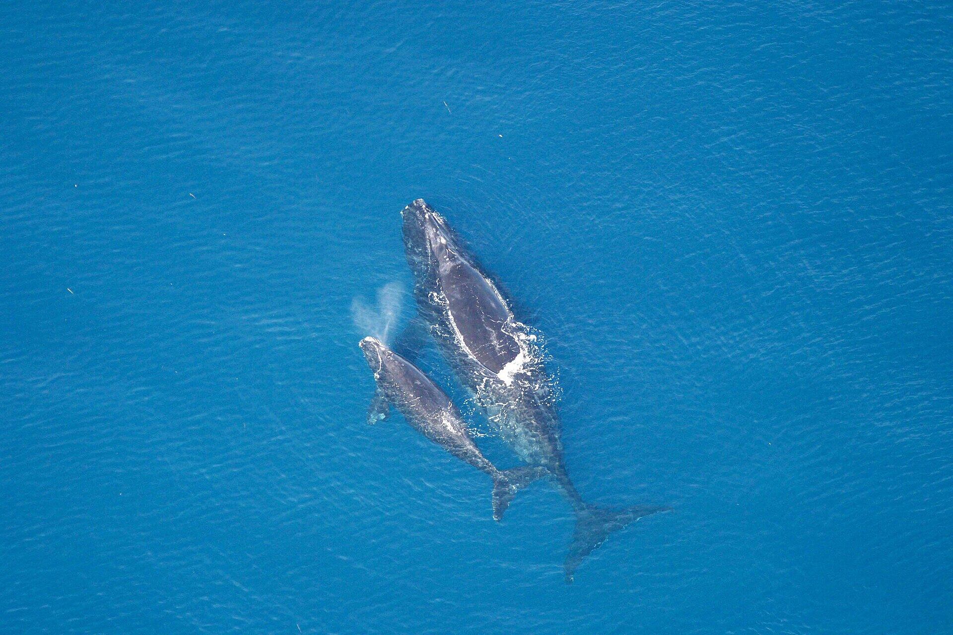 Ejemplares de ballena franca glacial. (NOAA/Wikimedia Commons)