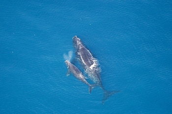 Ejemplares de ballena franca glacial. (NOAA/Wikimedia Commons)