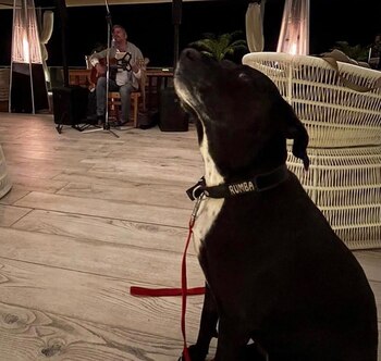 Rumba presente en uno de