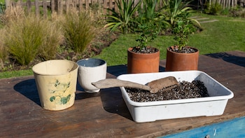 Jardinería en macetas: cómo transformar