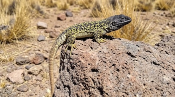Una lagartija de cabeza negra y cuerpo moteado verde y amarillo descansa sobre una piedra porosa en un suelo árido con pasto seco.