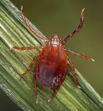 Este tipo de garrapatas puede reproducirse sin apareamiento y colocar entre mil y dos mil huevos. (James Gathany/Wikimedia)
