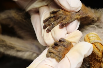 Un equipo veterinario evalúa a