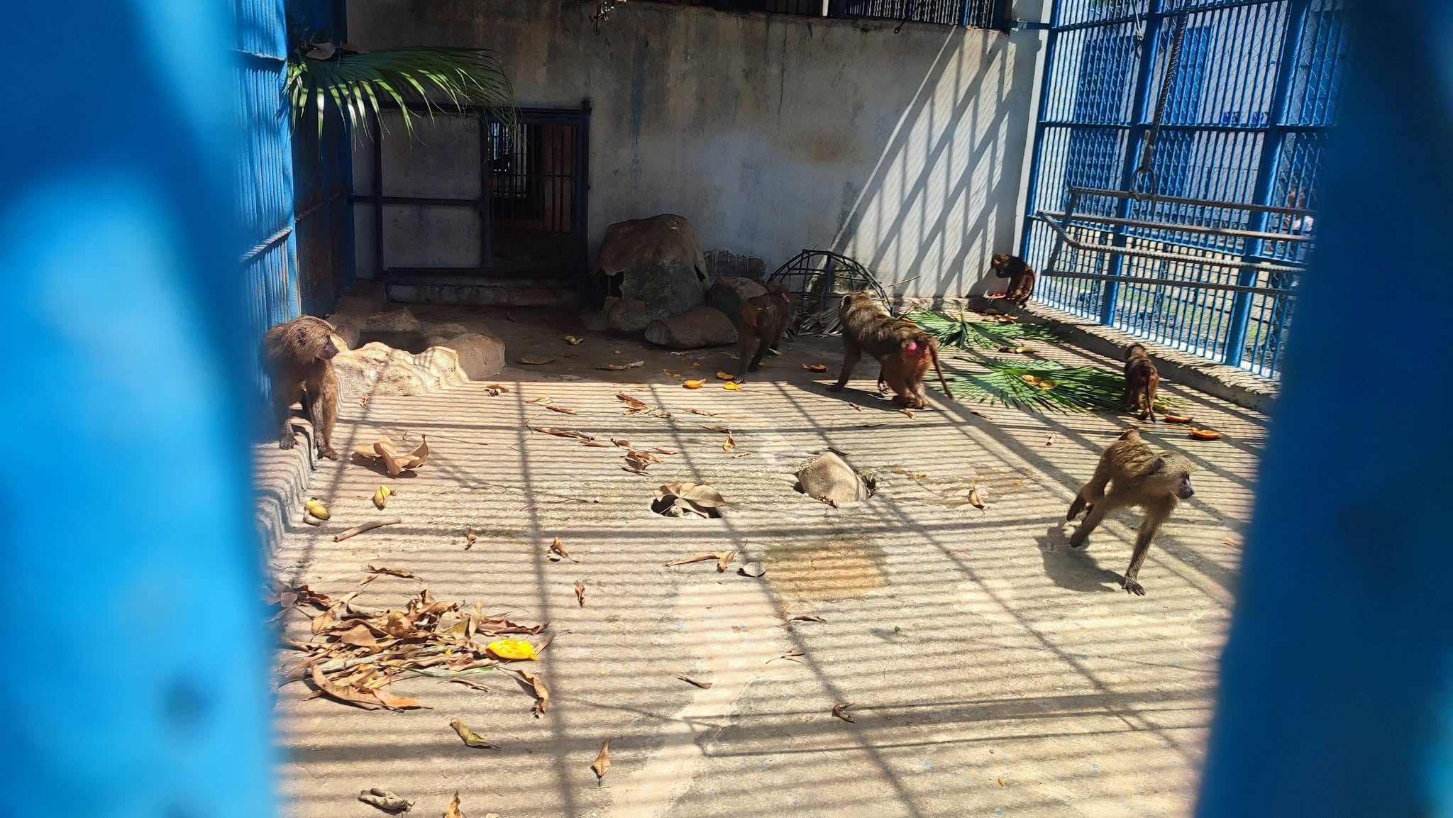 Un trabajador del Zoológico Nacional de Cuba afirmó que algunos animales podían pasar hasta dos días sin recibir comida./ (Parque Zoológico Nacional de Cuba)