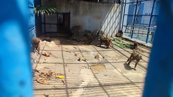 Un trabajador del Zoológico Nacional de Cuba afirmó que algunos animales podían pasar hasta dos días sin recibir comida./ (Parque Zoológico Nacional de Cuba)