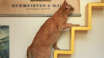 Seis preguntas que debe hacerse