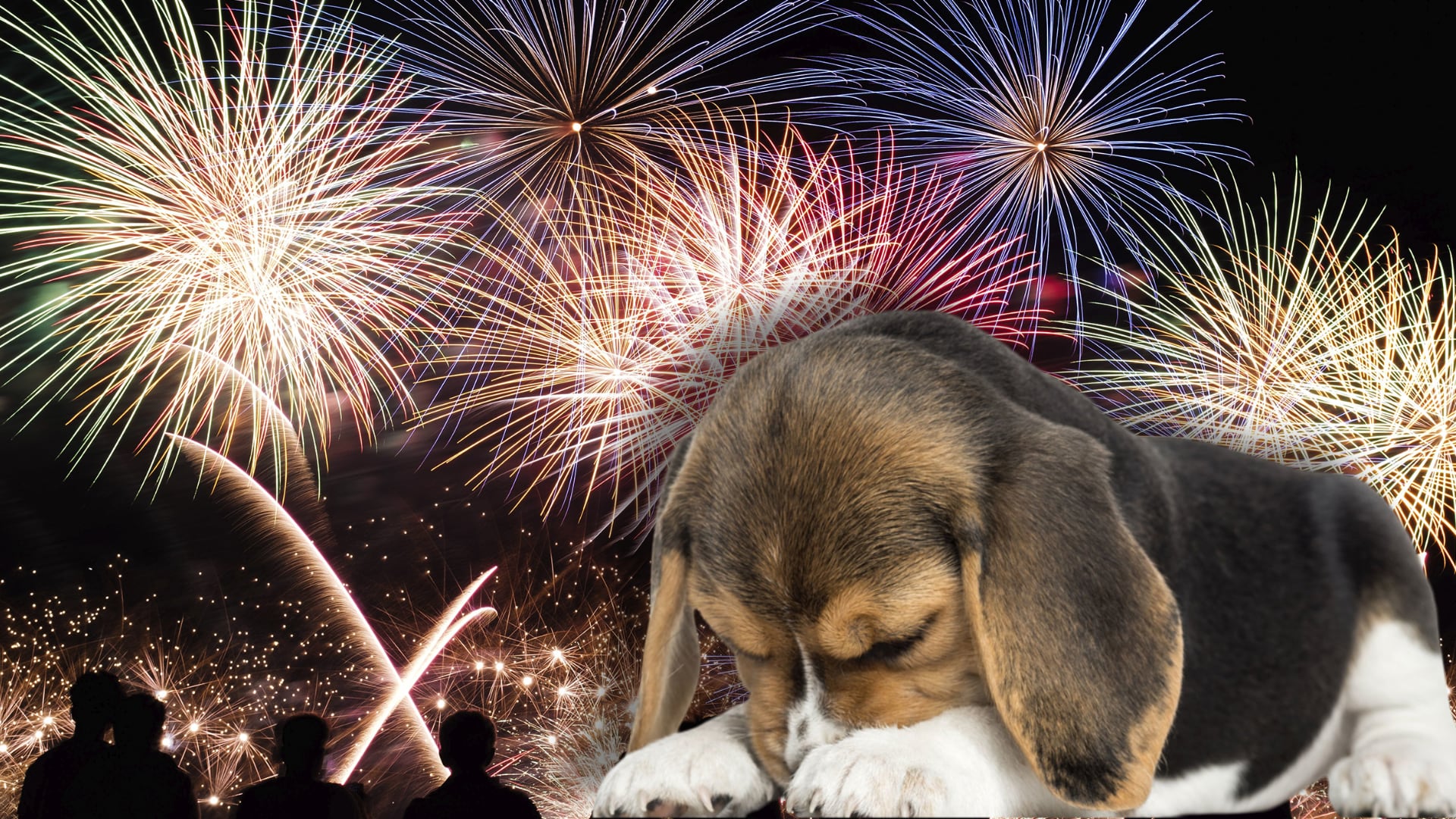 Perros y gatos pueden experimentar pánico, desorientación y hasta riesgo cardíaco por el estruendo de la pirotecnia en las fiestas. Foto: Composición Infobae Perú