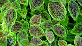 Planta de la amistad o ‘pilea involucrata’, perfecta para tu casa en primavera: destaca por sus hojas llamativas y crece mejor en entornos húmedos