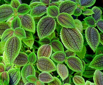 Foro de una planta muy buena.