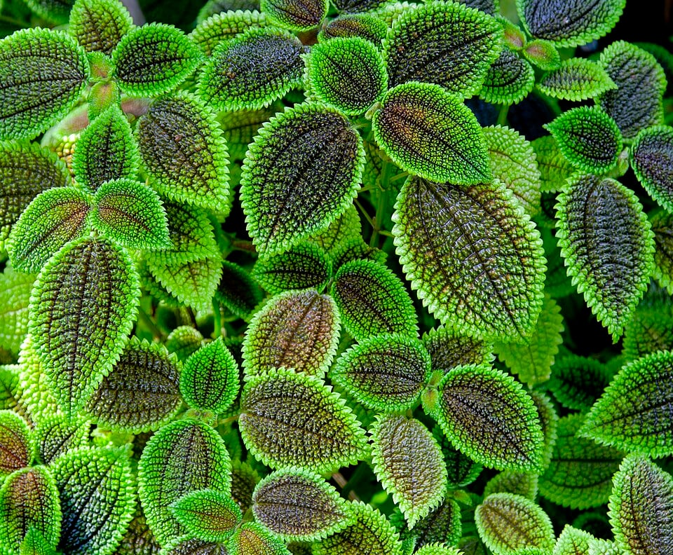 Planta de la amistad o ‘pilea involucrata’, perfecta para tu casa en primavera: destaca por sus hojas llamativas y crece mejor en entornos húmedos