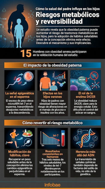 Infografía sobre obesidad paterna y metabolismo en hijos. Muestra un padre obeso y su hijo, señal epigenética, efectos en varones, rol de DICER, hábitos y ADN.