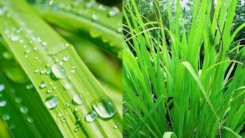 Cómo utilizar el zacate de