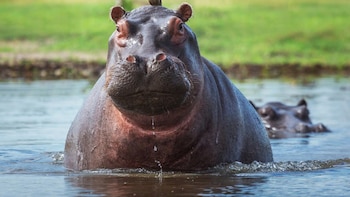 Fuerte crítica al Gobierno Petro por eutanasia a hipopótamos en el Magdalena Medio: “Los animales nunca han sido un interés”