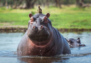 Hipopótamos - Colombia