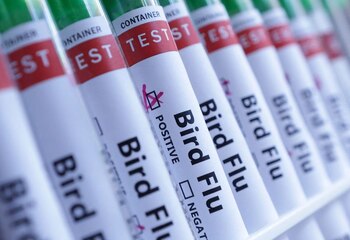 La OMS clasifica el riesgo